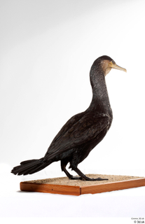 Double-crested cormorant Phalacrocorax auritus whole body 0006.jpg